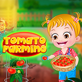 婴儿淡褐色番茄养殖