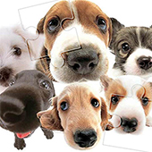 Cute Dog Jigsaw